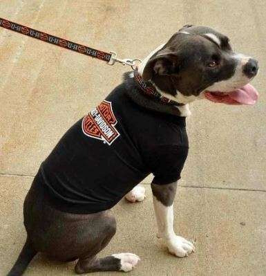 For Sale Harley-Davidson Dog Harley Davidson Dog Bandana